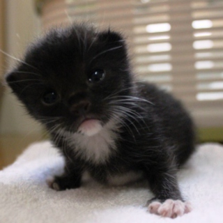 子猫を保護しました