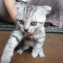 2ヶ月のスコ♂の里親募集