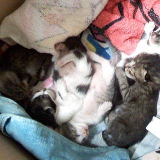 生後１０日程の子猫