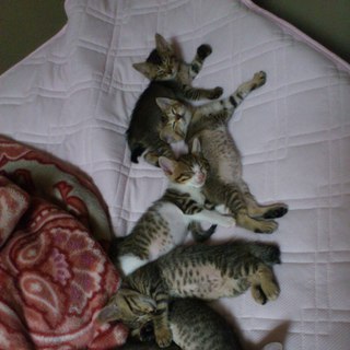 生後二ヶ月仲良し６匹