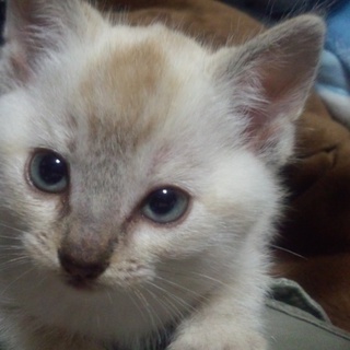 里親決まりました！ありがとうございます