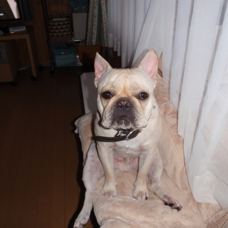 里親を探しています。