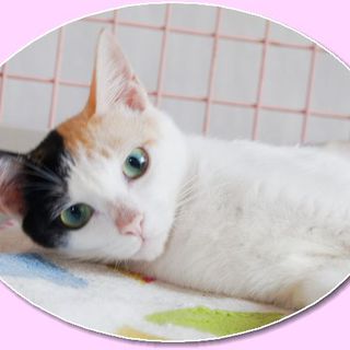 鮮やかな三毛ちゃん