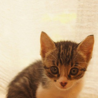 可愛い子猫　緊急募集！