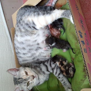 子猫☆2012年7月埼玉県越谷市生まれ☆里親様募集