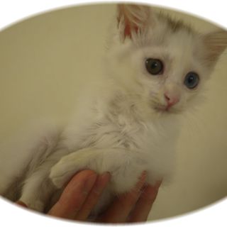 オッドちゃん☆里親募集