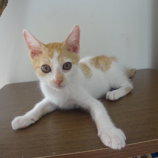 ４月２４日産まれの茶トラ白ぶち男の子