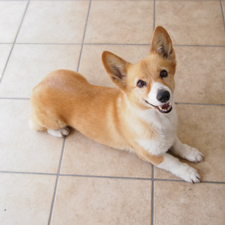 かわいいくて元気なコーギーです