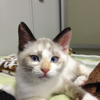 5/10生まれ雑種・白メスです