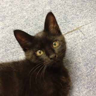 5/10生まれ雑種・黒オスです