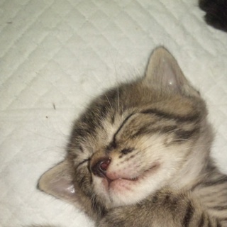 子猫二匹里親募集!