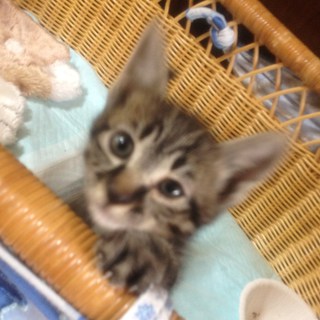 アメショー風男の子 優しい里親様募集