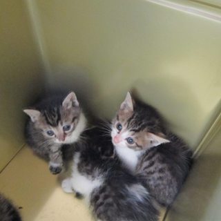 子猫の里親様募集中です