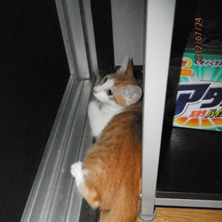 茶トラ子猫3匹の里親募集