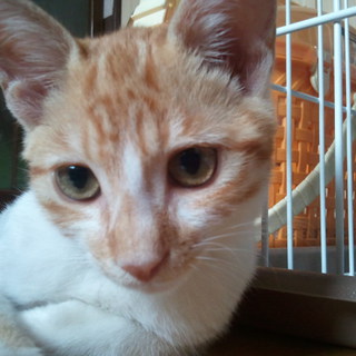 生後約4ヵ月の男の子です