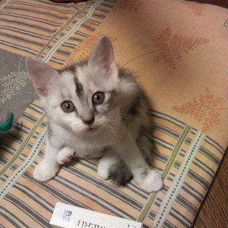 元気で甘えん坊な三毛猫ちゃん