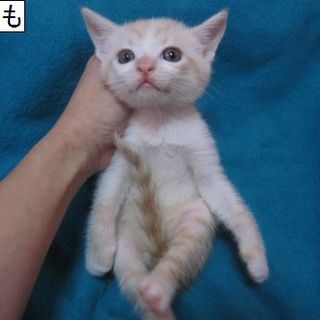 たまねぎズ兄弟