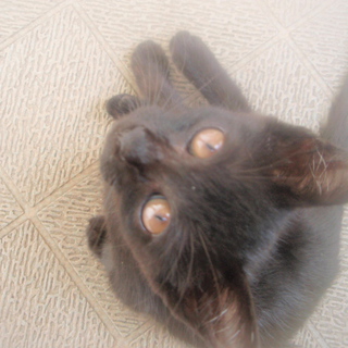 引渡前に避妊手術致します。可愛い黒子猫です！