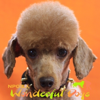 カワイイ笑顔を教えてくださいな。「アユミ」　トイ・プードル４歳♀