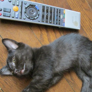 黒猫の里親急募