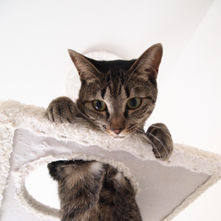 里親になってくれる方募集中です。