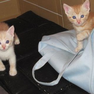 萌え萌え兄弟　ありがとうございました