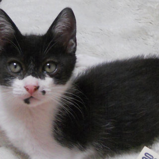 仕草の可愛い＊性格が良く＊育てやすい＊子猫ちゃん