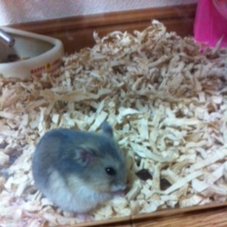 ハムスター