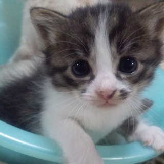 里親が決まりました