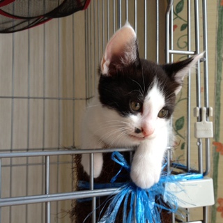 子猫の里親さん募集