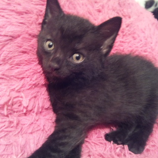 6/16生まれ★子猫３匹の里親様探しております♪