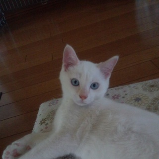 里親募集中です！