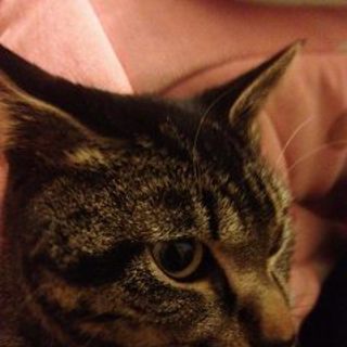 猫の里親さん見つかりました！