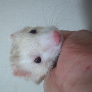 里親募集　フェレット　オス1匹メス1匹　