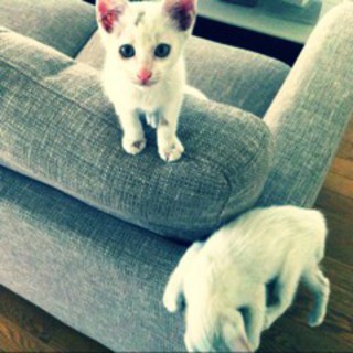 白い子ネコ