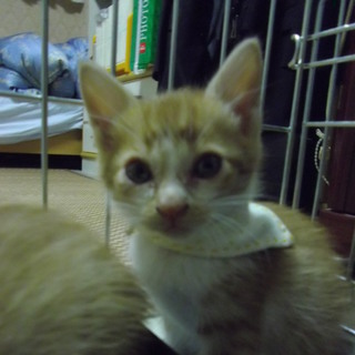 緊急！生後4ヶ月のかわいい子猫３匹です。一匹ずつでもOKです。
