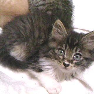 毛長男の子３ヶ月