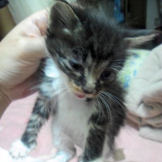 飼っていただけ、可愛がってくれる方