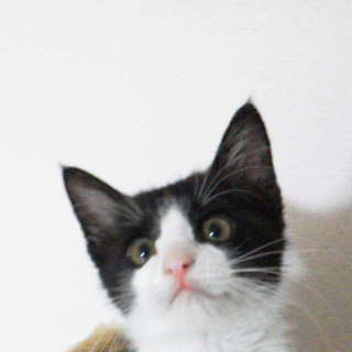 至急！お願いします！