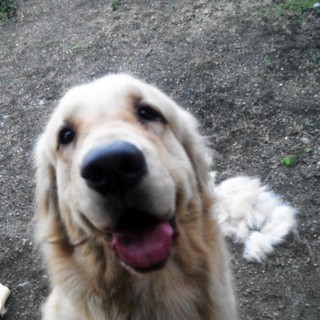 【岡山】ゴールデンレトリバー♀3歳