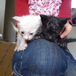 白＆黒子猫（♂）です！