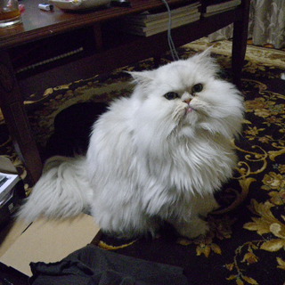 【急募！】可愛がってください