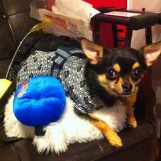 多数ご応募の為、一旦停止★スムース・チワワ　１歳の男の子★