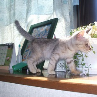 生まれながらのハンター