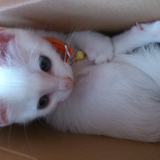 とても優しい里親様に決まりました。ありがとうございました。