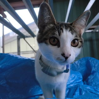 猫のいる生活してみませんか。