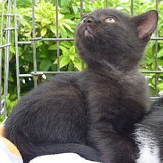 甘えん坊の黒子猫です！