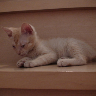 子猫の家族募集