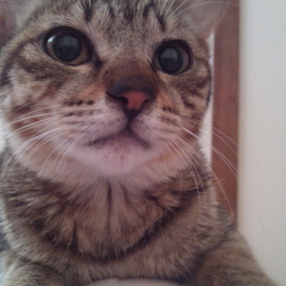 【募集終了】ありがとうございました