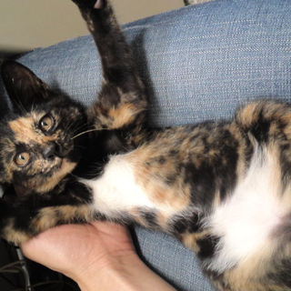 里親募集しています